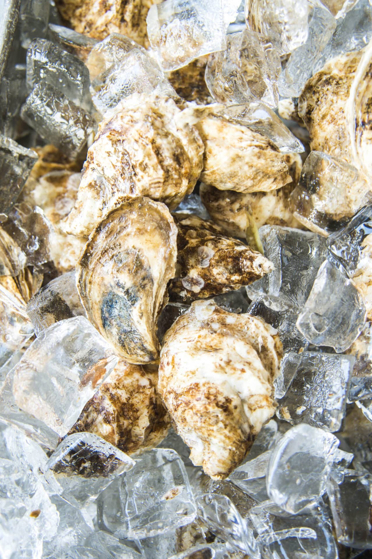 HP-HHI-Seafood-Fest-2018-1977 copy