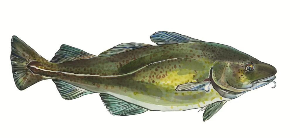 Hofer Cod Fish Fresh Local Fish - Hudson's on the Docks - Hilton Head Island